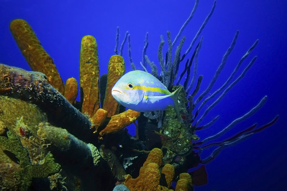 Yellowtail Snapper, Grand Cayman, Cayman Islands