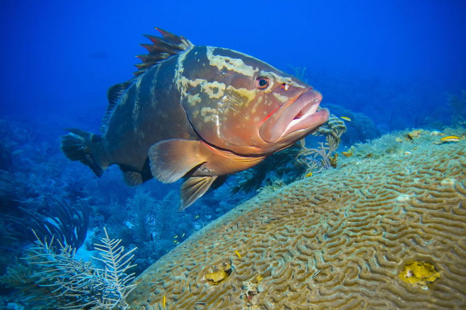 Nassau Grouper at Grouper Hole, Little Cayman, Cayman Islands