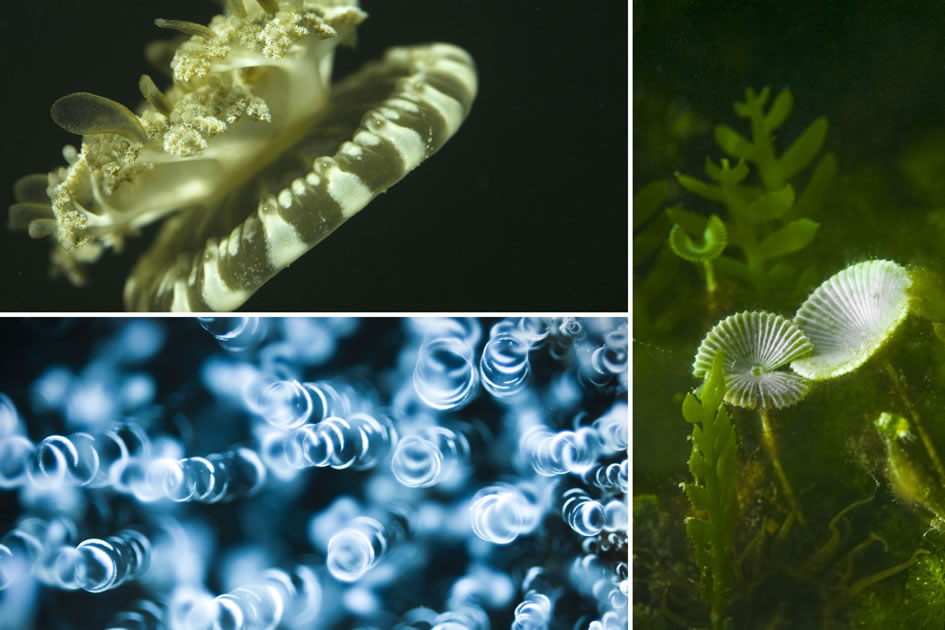 Cassiopea Jellyfish, Corkscrew Anemone, Mermaids Wine Glass, Cayman Islands