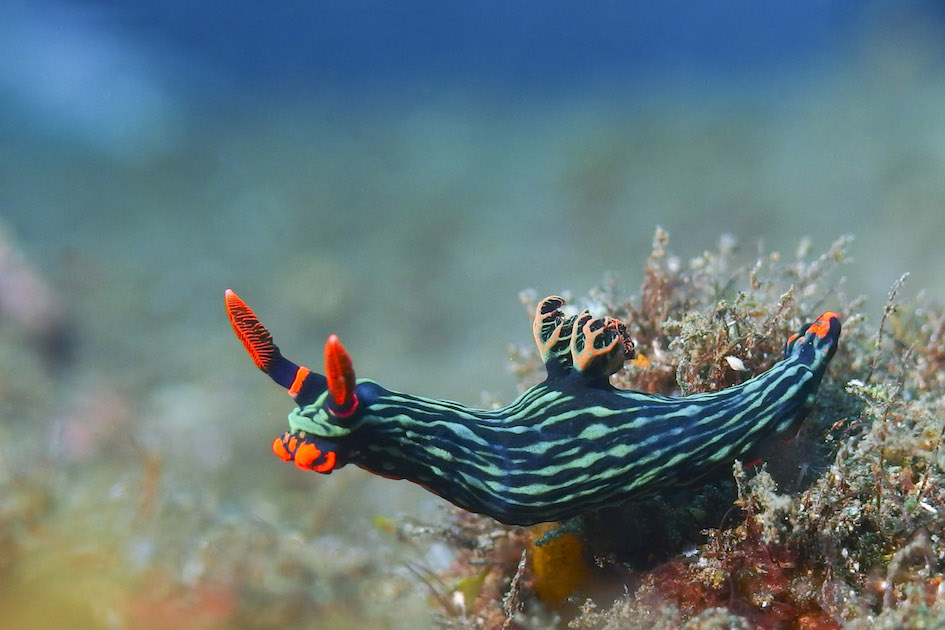 Nudibranch, Japanese Wreck, Amed, Bali, Indonesia