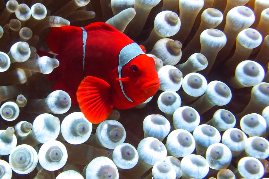Clownfish plays in his bulb anemone home