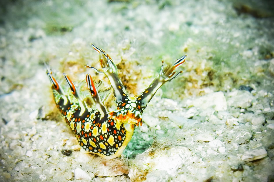 Snakey Bornella nudibranch, Cham Island, Vietnam