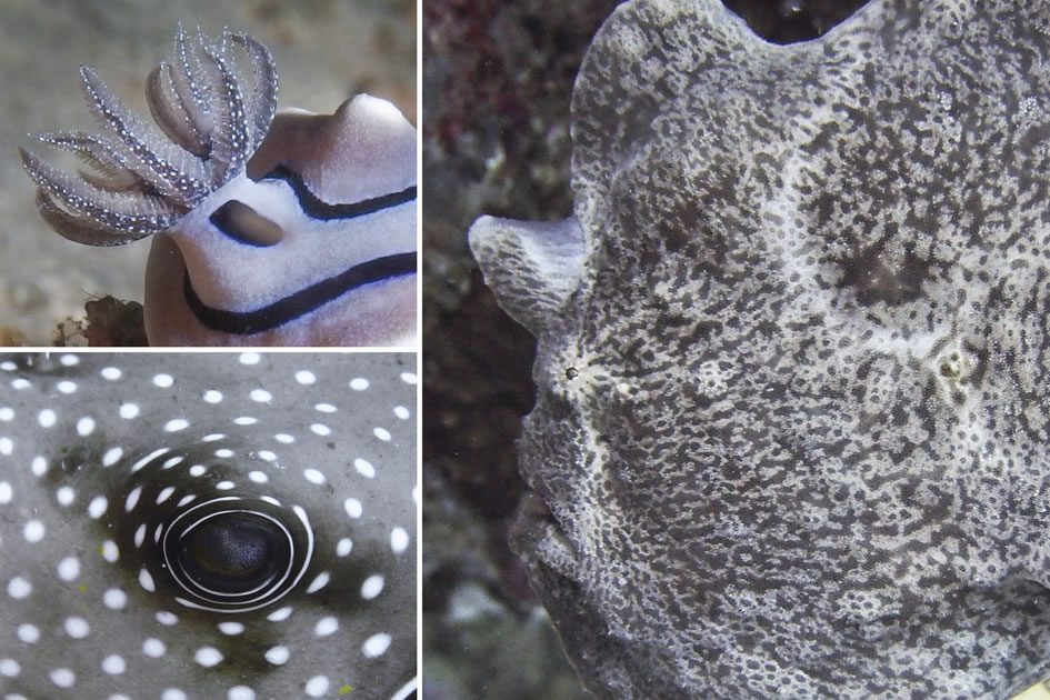 Nudibranch (Indonesia) White Spotted Puffer (Indonesia) Frogfish (Philippines)