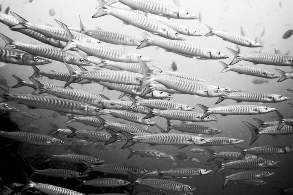 In the shadows of the Japanese Wreck, Amed, Bali, Indonesia