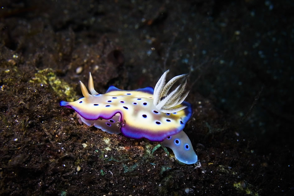 Kunie’s Nudibranch, Japanese Wreck, Amed, Indonesia