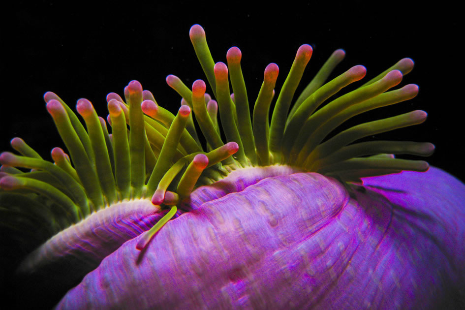 Anemone, Sail Rock, Thailand