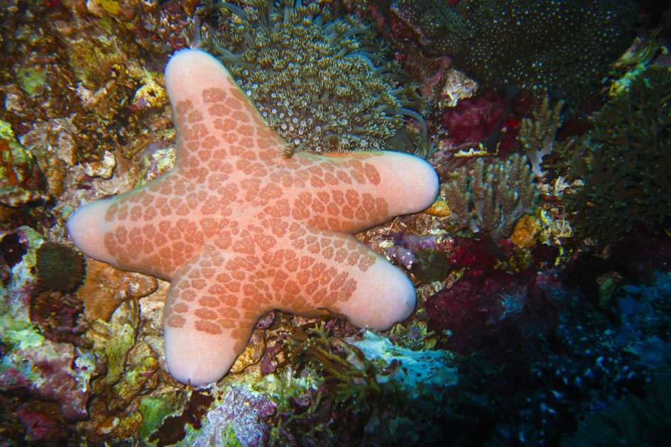 Starfish, Nusa Lembongan, Indonesia