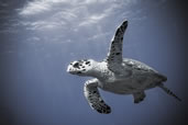 Hawksbill Turtle, Grand Cayman, Cayman Islands