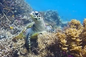 Hawksbill Turtle, Raja Ampat, Indonesia