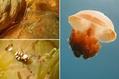 Orange Critters, Little Cayman, Cayman Islands & Sail Rock, Thailand