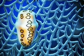 Flamingo Tongue, Grand Cayman, Cayman Islands