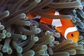 I found Nemo, Donsol, Philippines