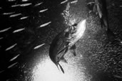 Tarpon at Devil’s Grotto, Grand Cayman, Cayman Islands