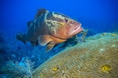 Nassau Grouper at Grouper Hole, Little Cayman, Cayman Islands