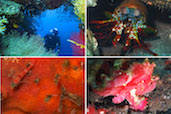 The rainbow colors of the Japanese Wreck, Amed, Bali, Indonesia