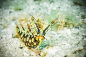 Snakey Bornella nudibranch, Cham Island, Vietnam