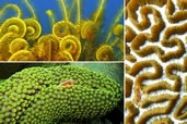 Corals and critters, Vietnam, Indonesia & Philippines