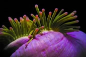 Anemone, Sail Rock, Thailand