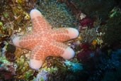Starfish, Nusa Lembongan, Indonesia